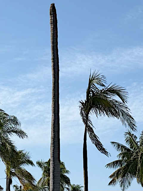 Dead and dying palms.