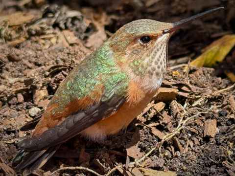 Picture of a hummingbird