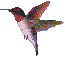 Chuparosa